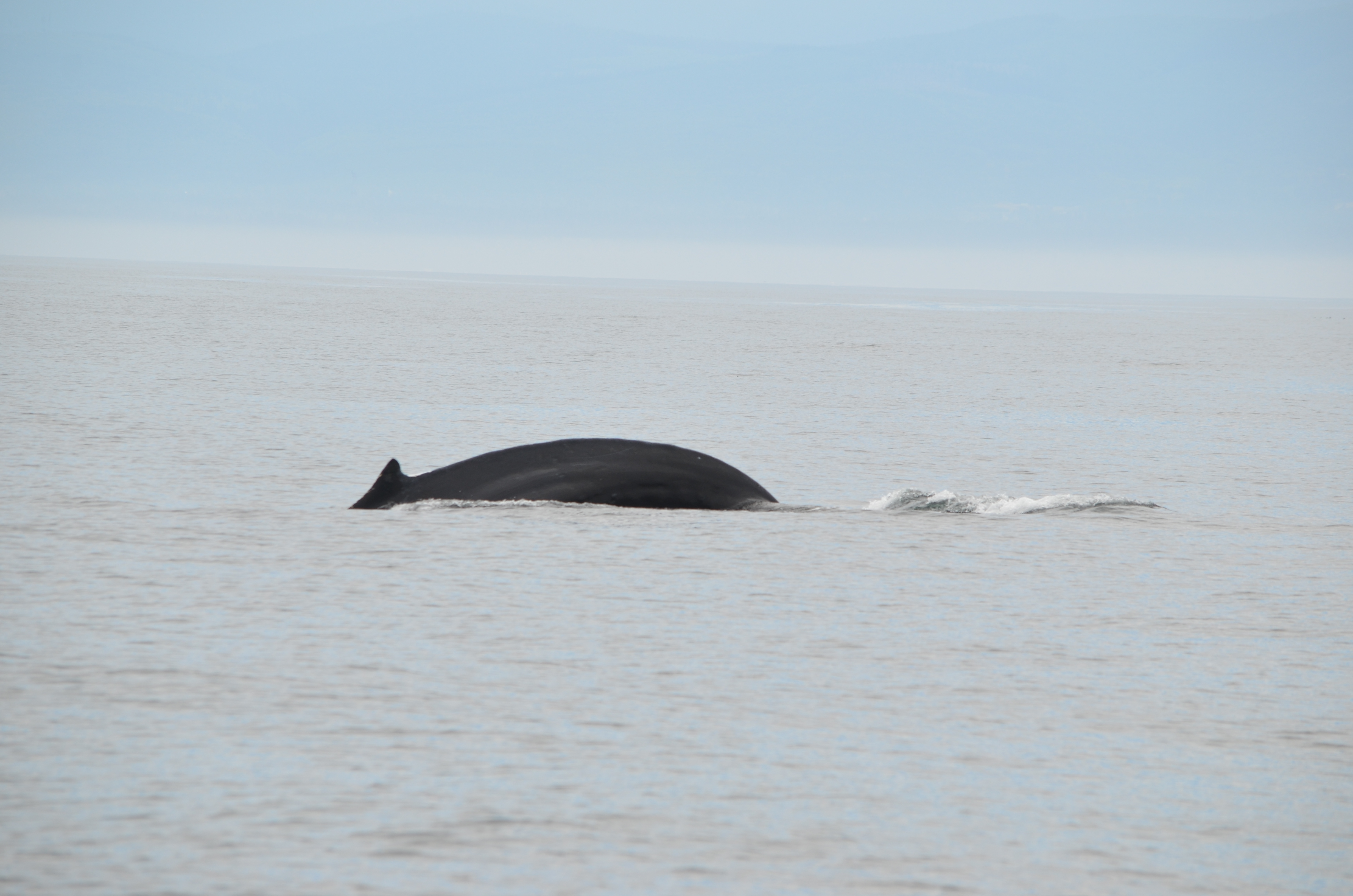 photos/wildlife/Mammal_Species/Humpback Whale/DSC_0079.JPG